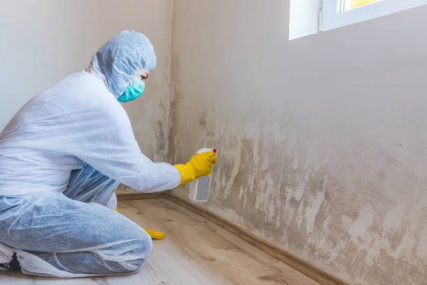 Licensed Mold Cleanup service in McBain, MI - WQB Mold Removal